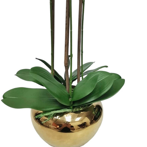 3 Branch White Orchid Plant